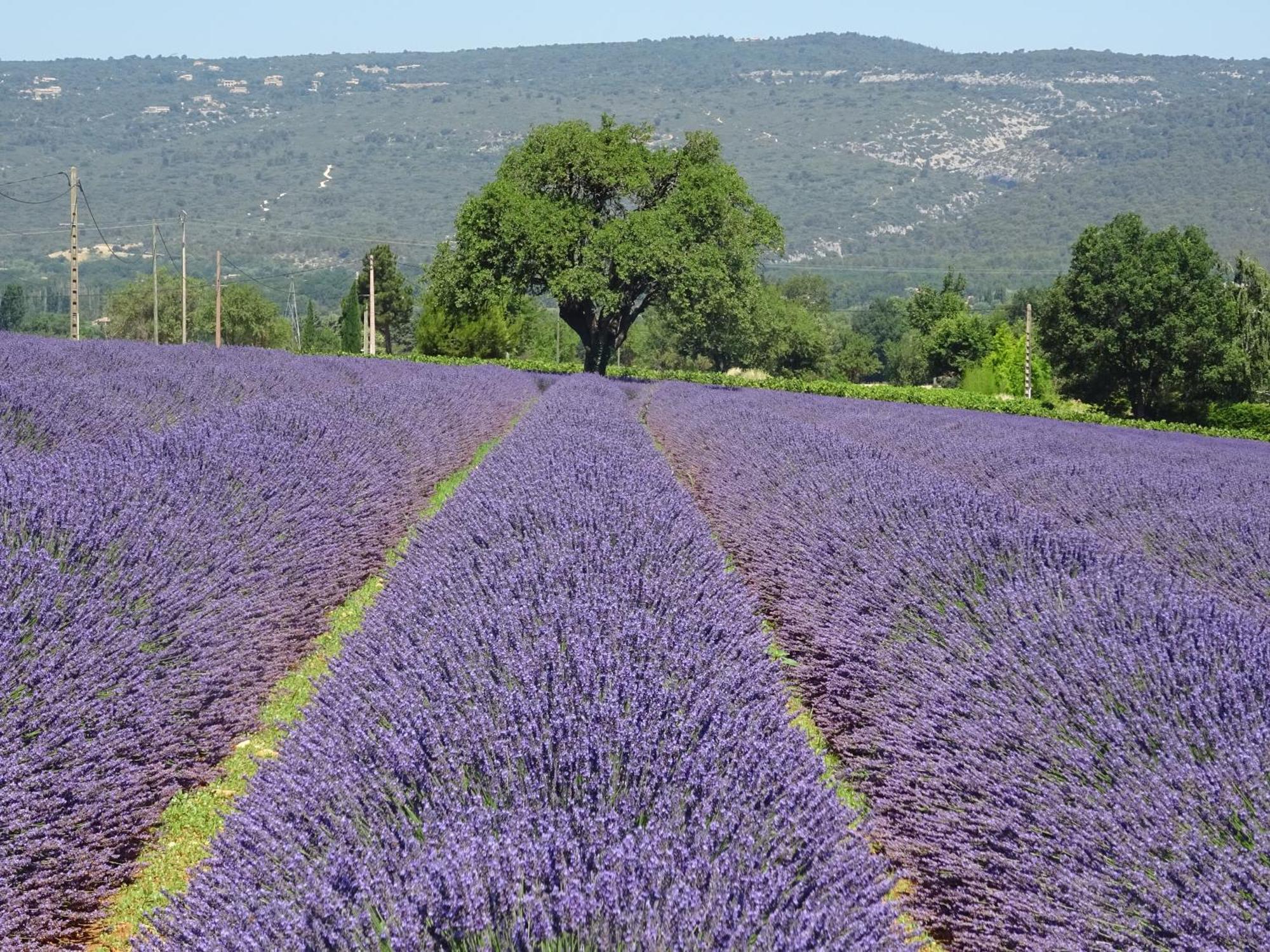 Les Cistes Villa Lioux Bagian luar foto